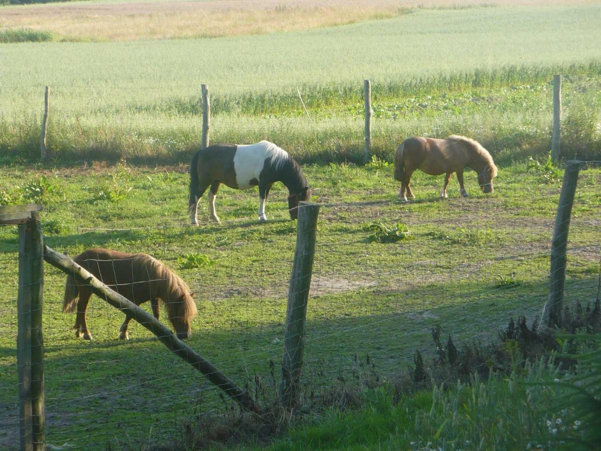 Pokoje Goscinne Pod Jabloniami Ujście-Darłowskie المظهر الخارجي الصورة